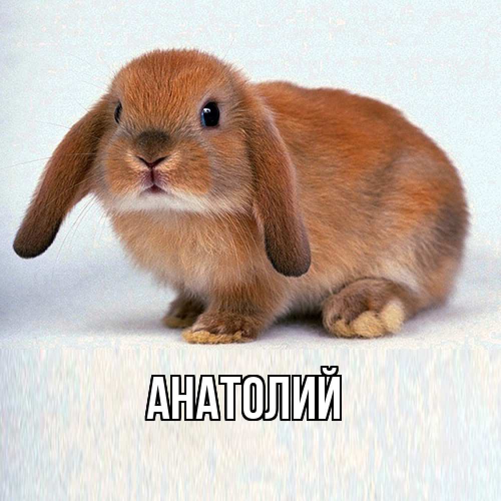 Открытка  с именем. Анатолий, Главная  