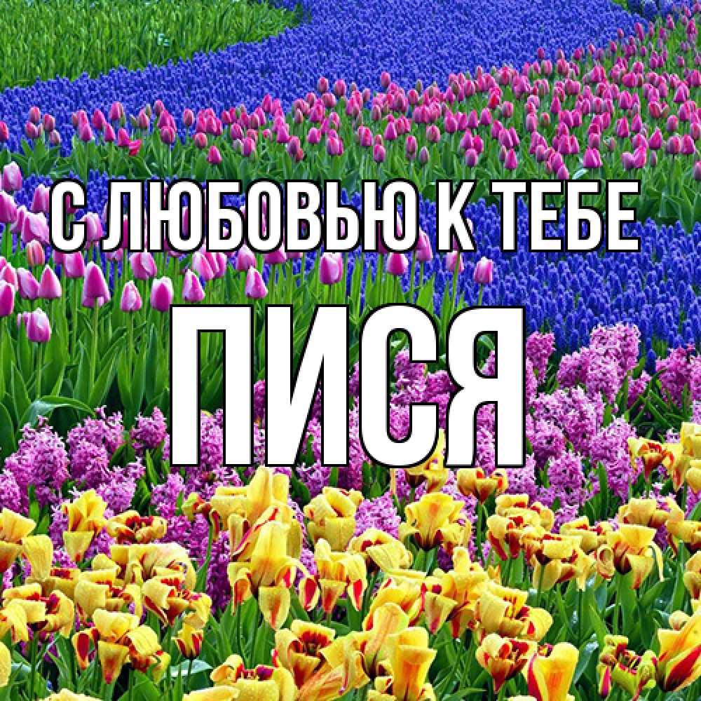 Открытка  с именем. Пися, С любовью к тебе  