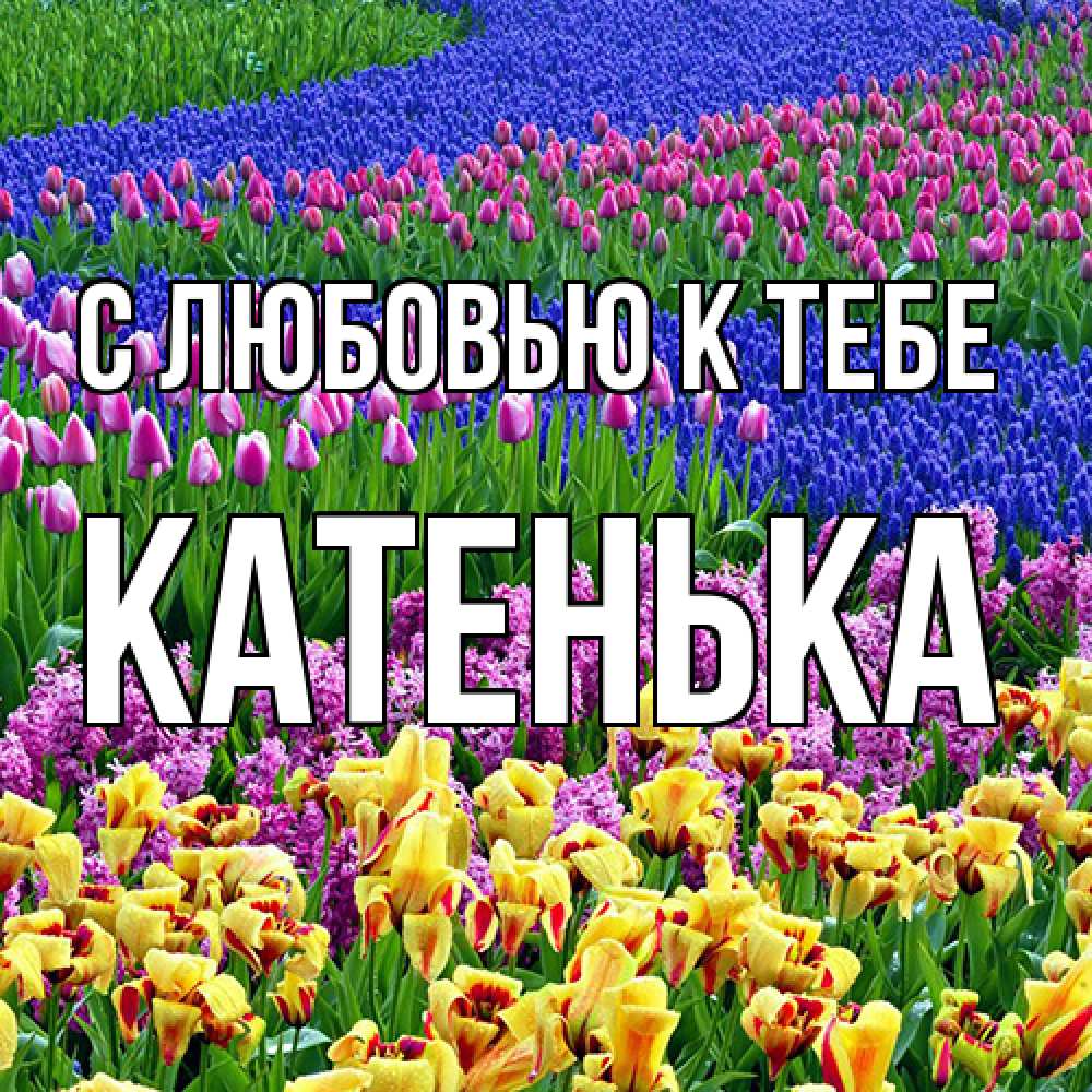 Открытка  с именем. Катенька, С любовью к тебе  