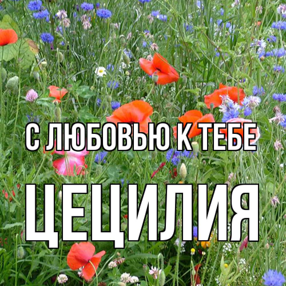 Открытка  с именем. Цецилия, С любовью к тебе  