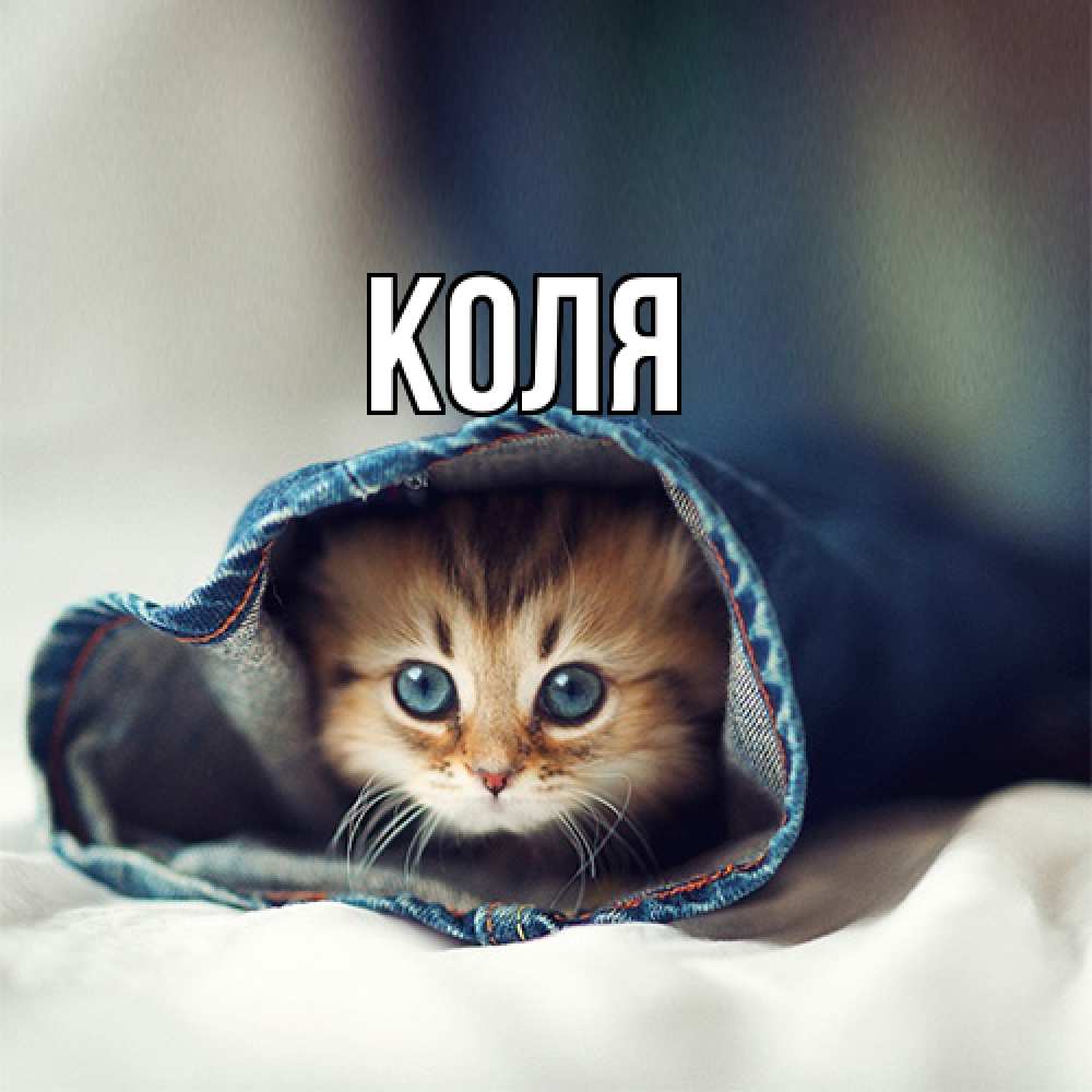 Открытка  с именем. коля, Главная  