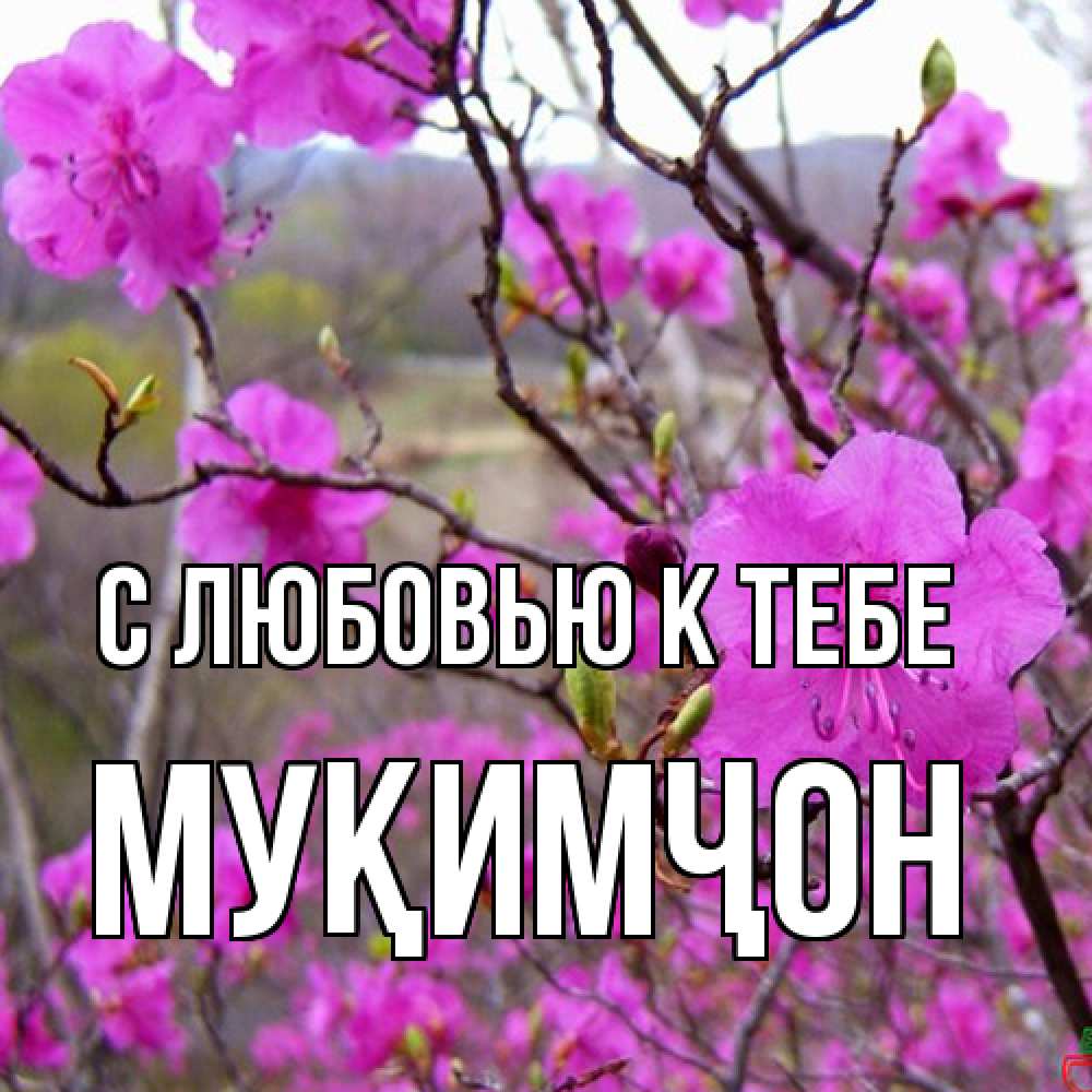 Открытка  с именем. Муқимҷон, С любовью к тебе  