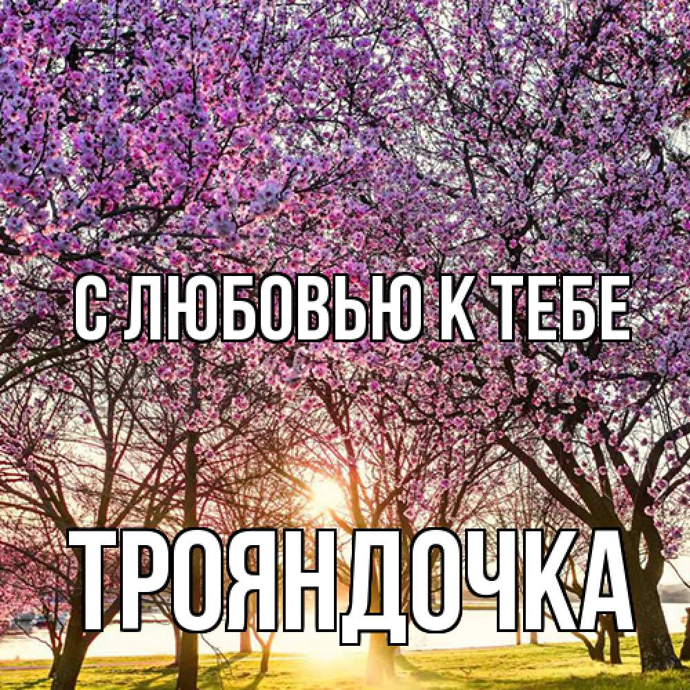 Открытка  с именем. Трояндочка, С любовью к тебе  