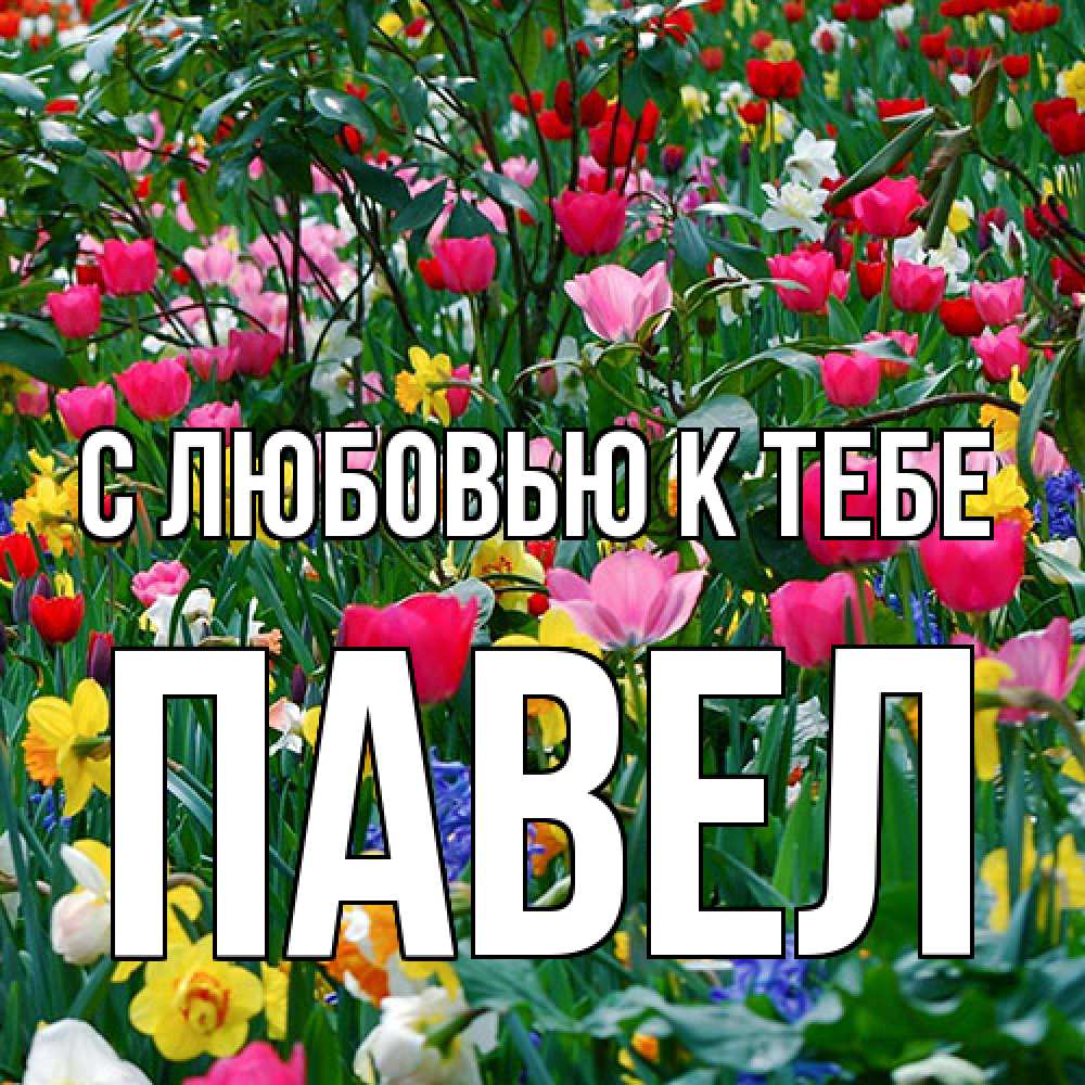 Открытка  с именем. Павел, С любовью к тебе  