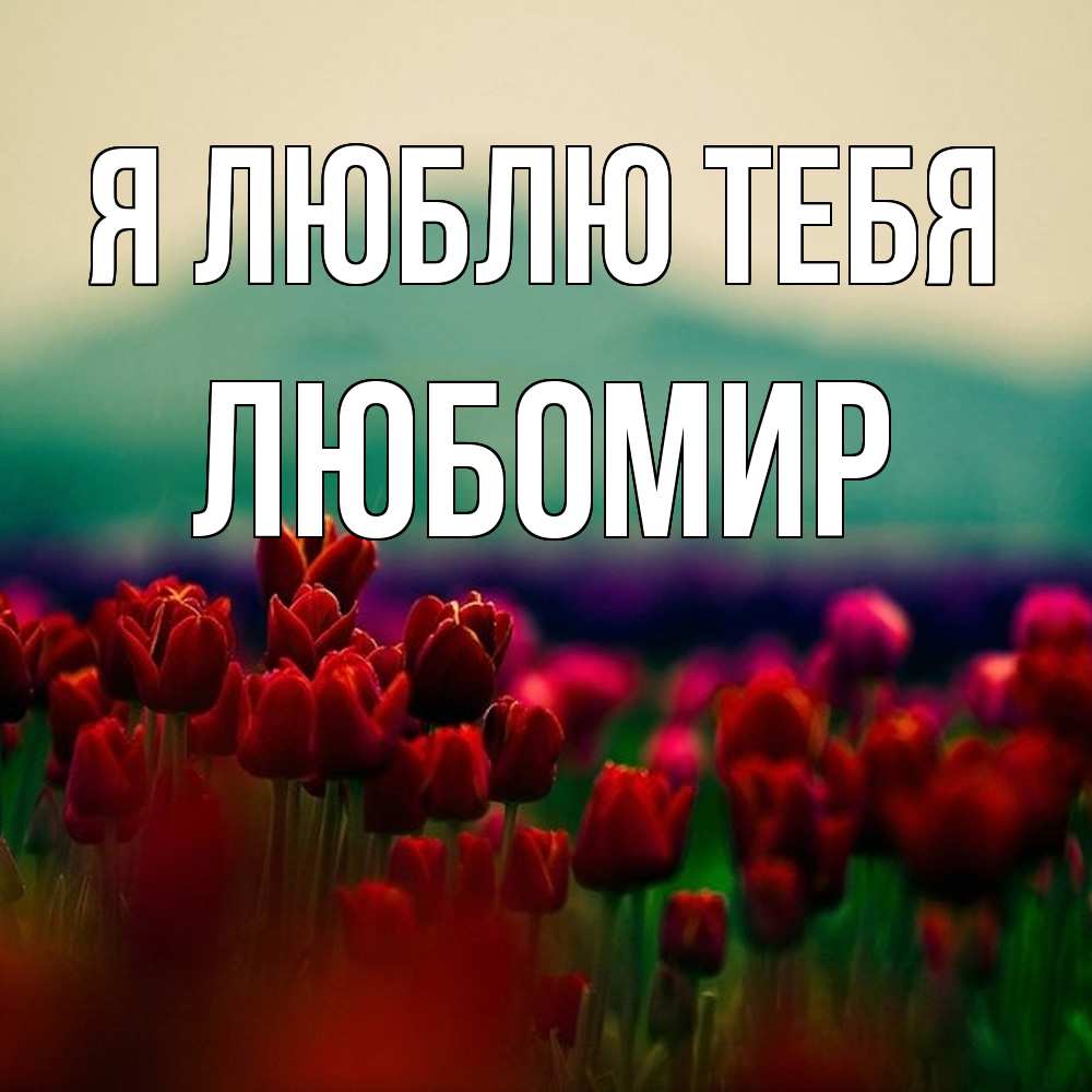 Открытка  с именем. Любомир, Я люблю тебя  