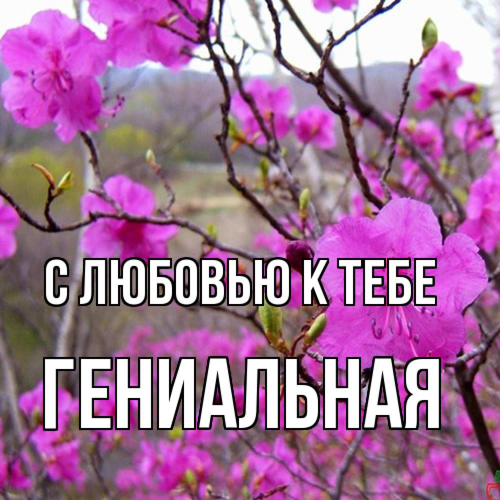 Открытка  с именем. Гениальная, С любовью к тебе  