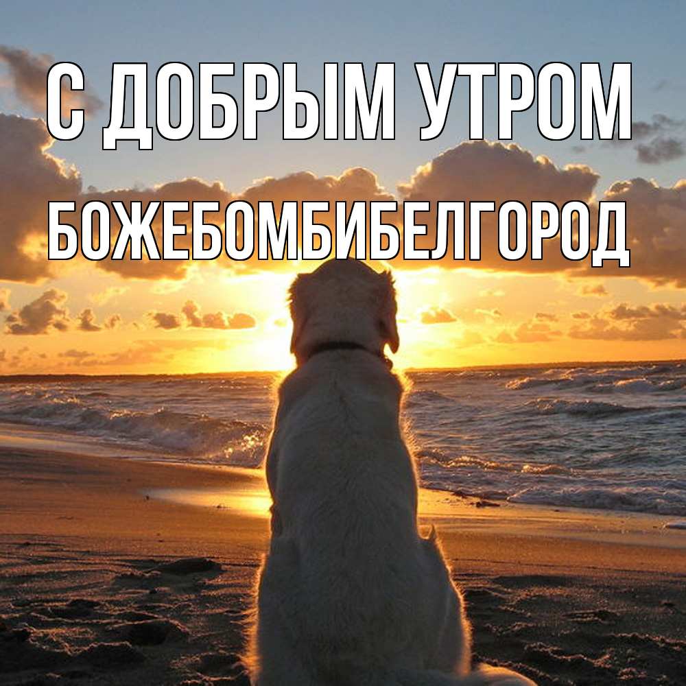 Открытка  с именем. божебомбибелгород, С добрым утром  