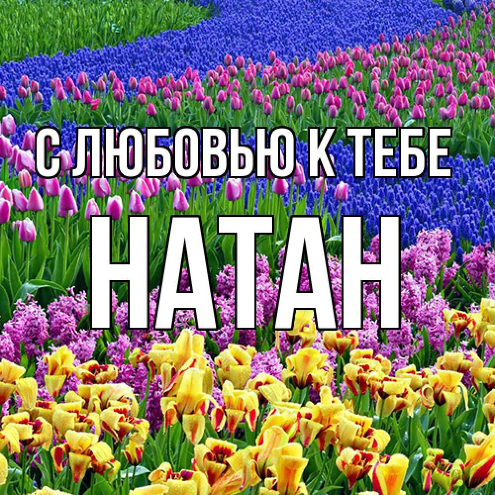Открытка  с именем. Натан, С любовью к тебе  