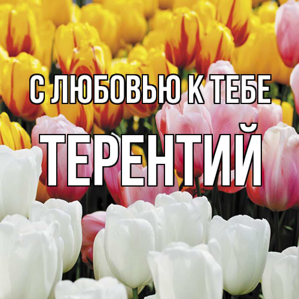 Открытка  с именем. Терентий, С любовью к тебе  