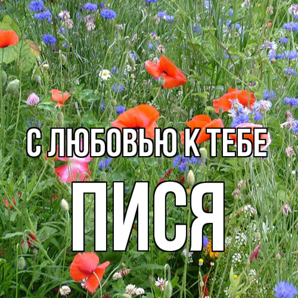 Открытка  с именем. пися, С любовью к тебе  