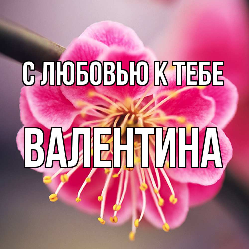 Открытка  с именем. валентина, С любовью к тебе  