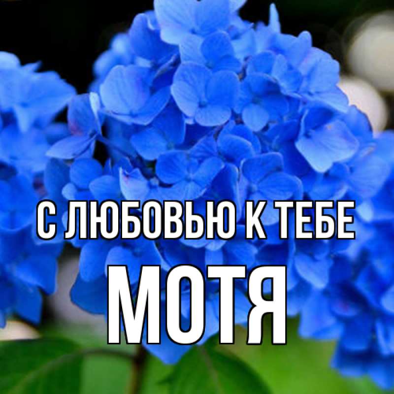 Картинка С любовью к тебе, Мотя