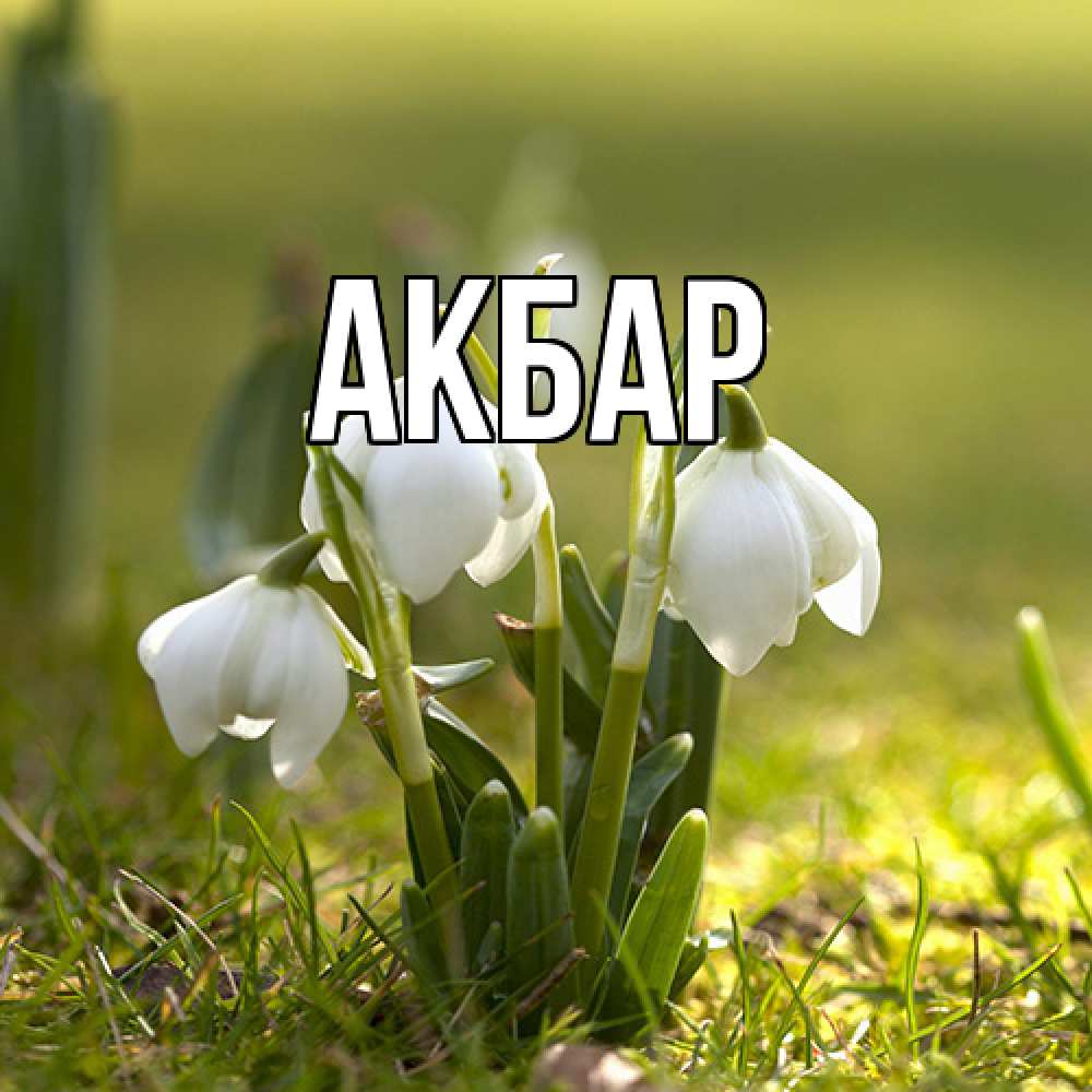 Открытка  с именем. Акбар, Главная  