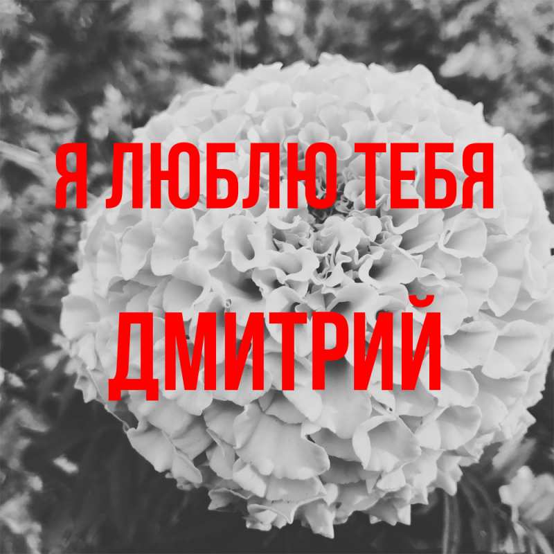 Картинка Я люблю тебя, Дмитрий
