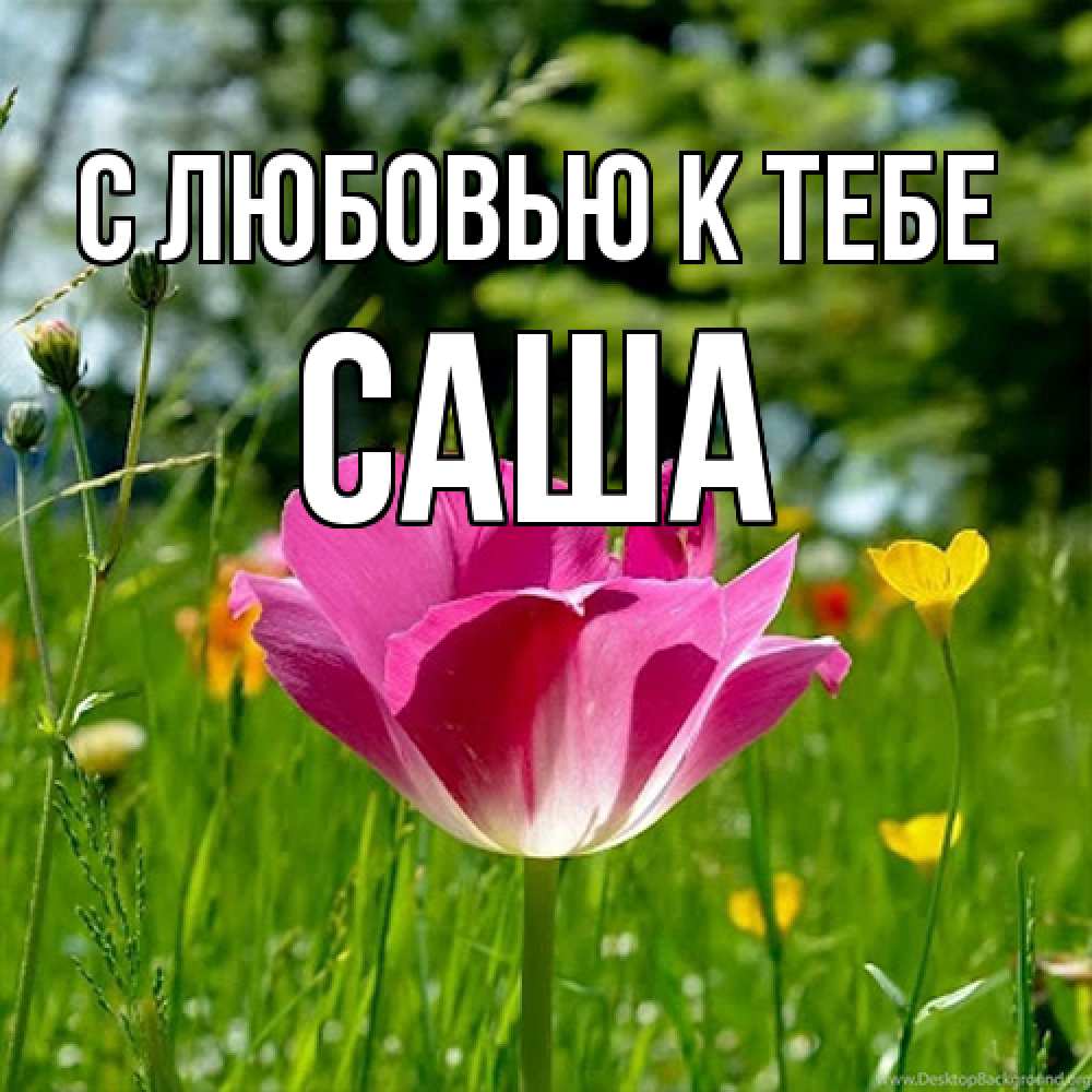 Открытка  с именем. Саша, С любовью к тебе  