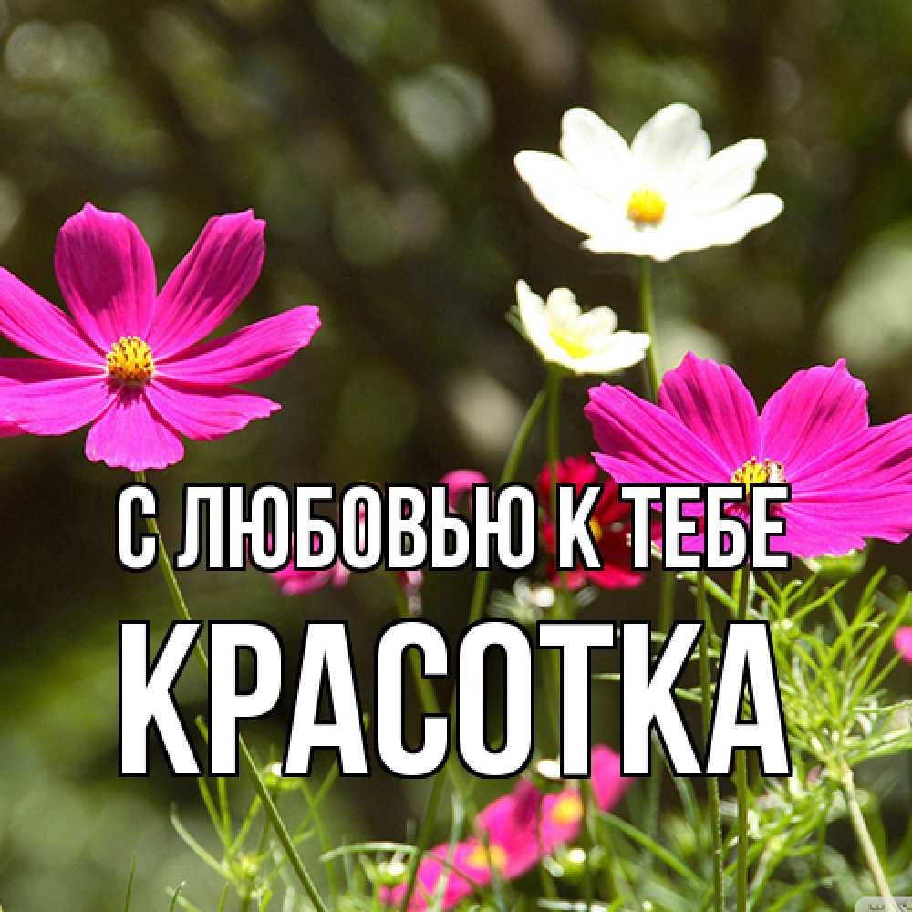 Открытка  с именем. Красотка, С любовью к тебе  