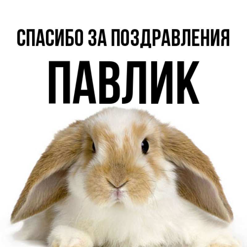 Картинка Спасибо за поздравления, Павлик