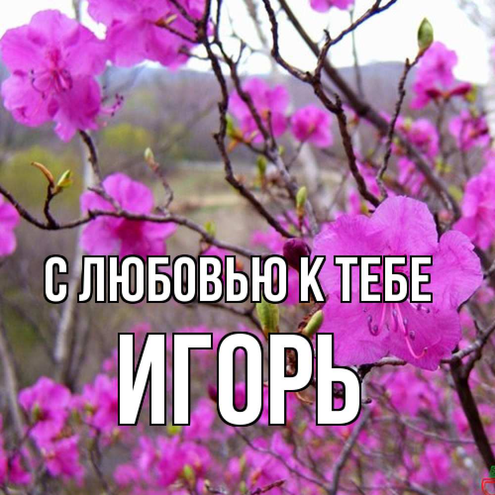 Открытка  с именем. Игорь, С любовью к тебе  