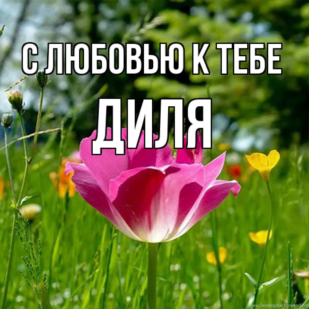 Открытка  с именем. Диля, С любовью к тебе  