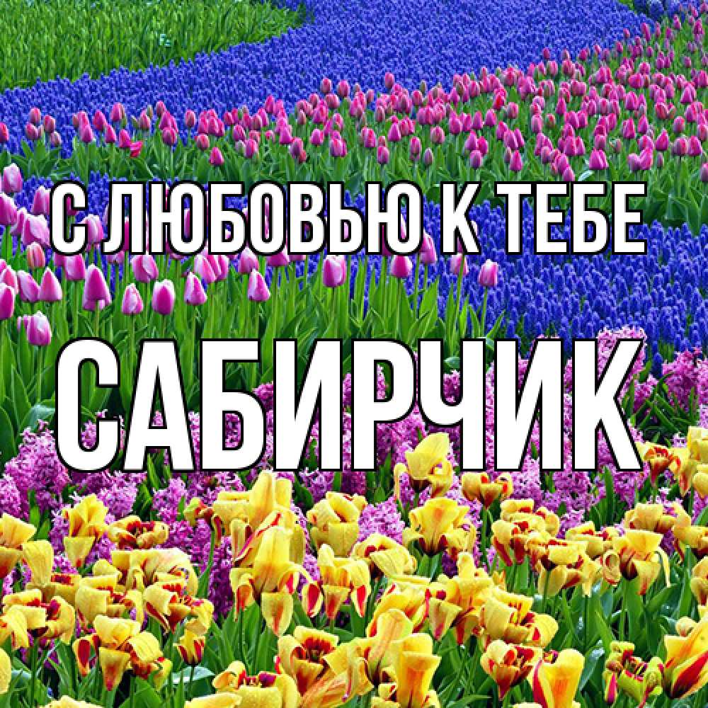 Открытка  с именем. Сабирчик, С любовью к тебе  