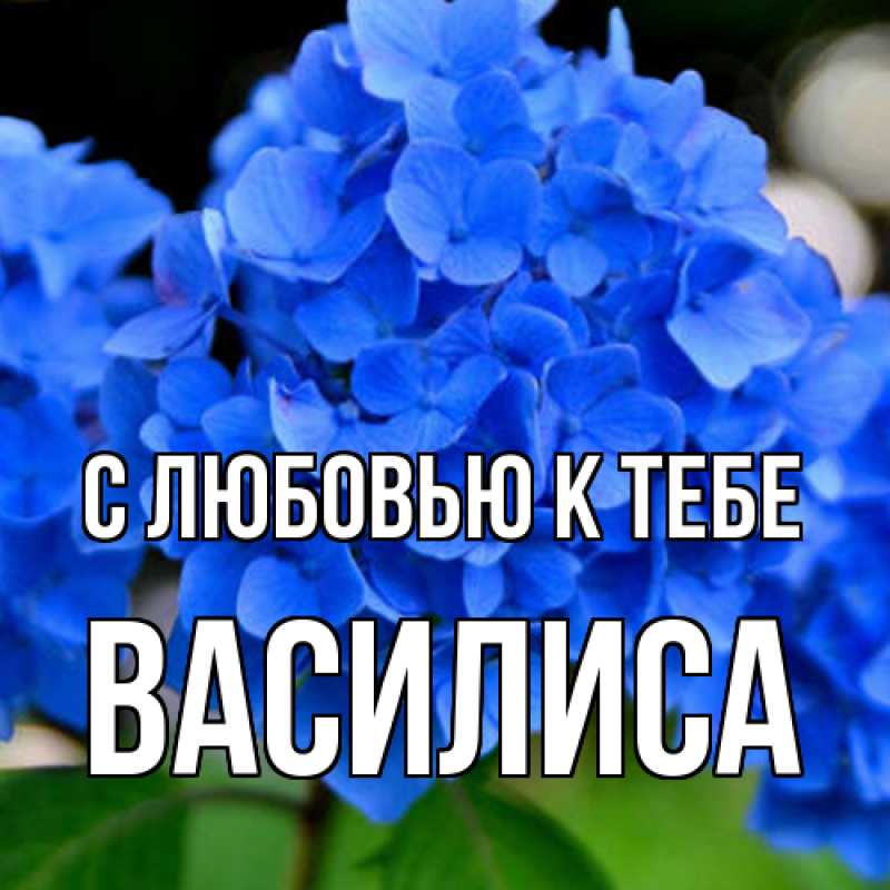 Картинка С любовью к тебе, Василиса