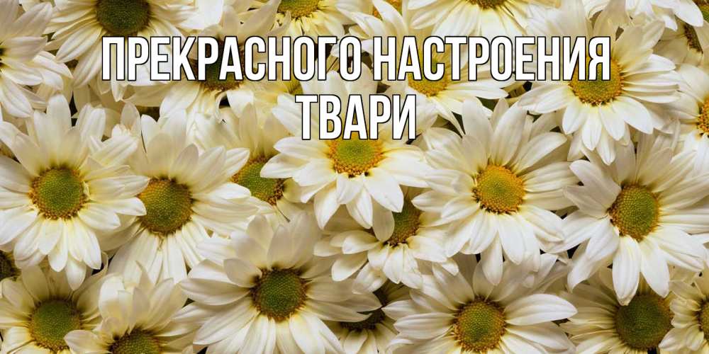Открытка  с именем. твари, Прекрасного настроения  
