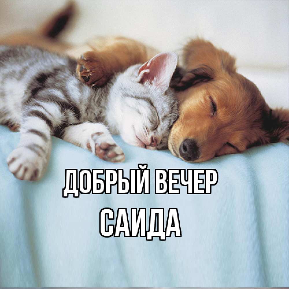 Открытка  с именем. Саида, Добрый вечер  