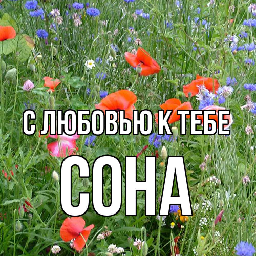 Открытка  с именем. СОНА, С любовью к тебе  