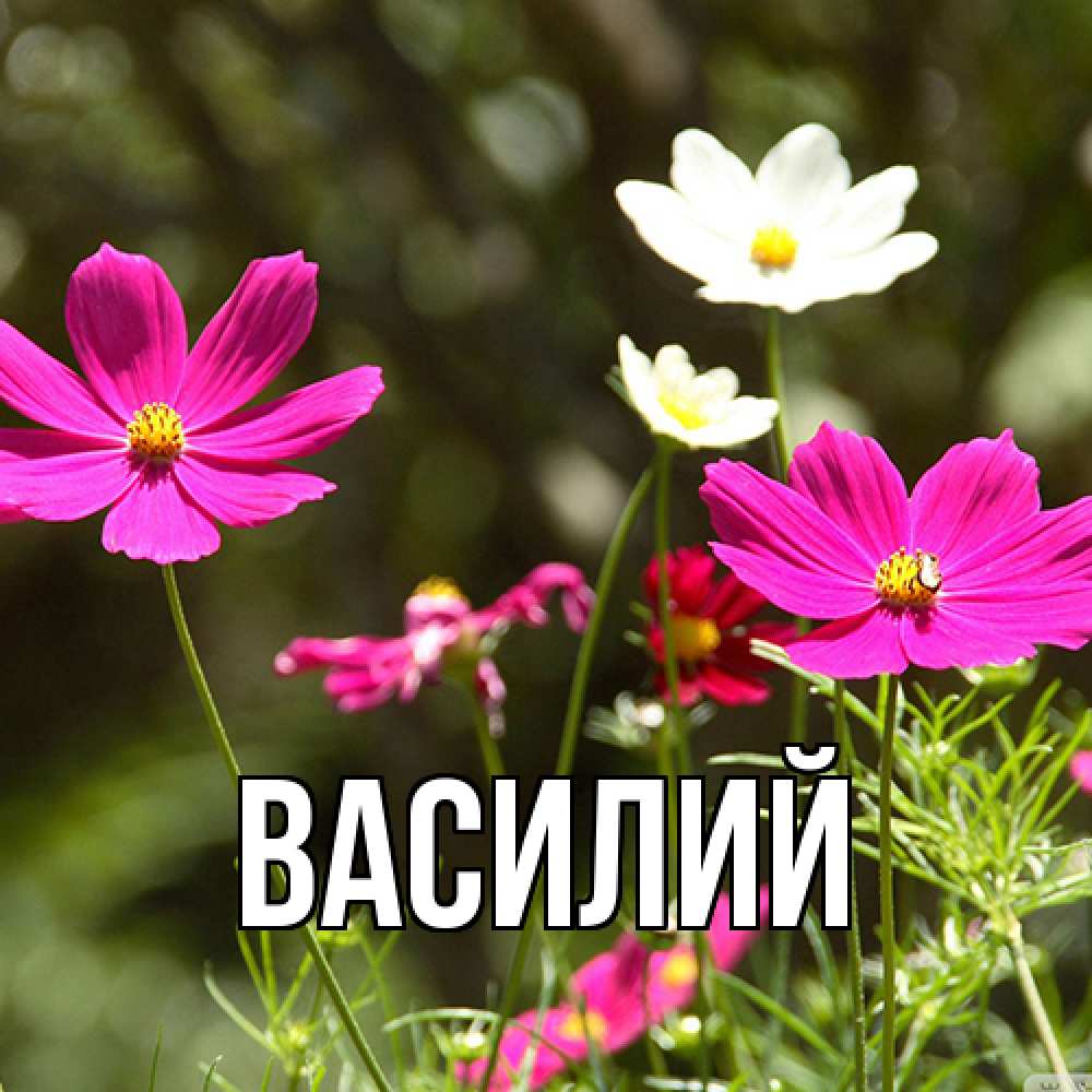 Открытка  с именем. Василий, Главная  