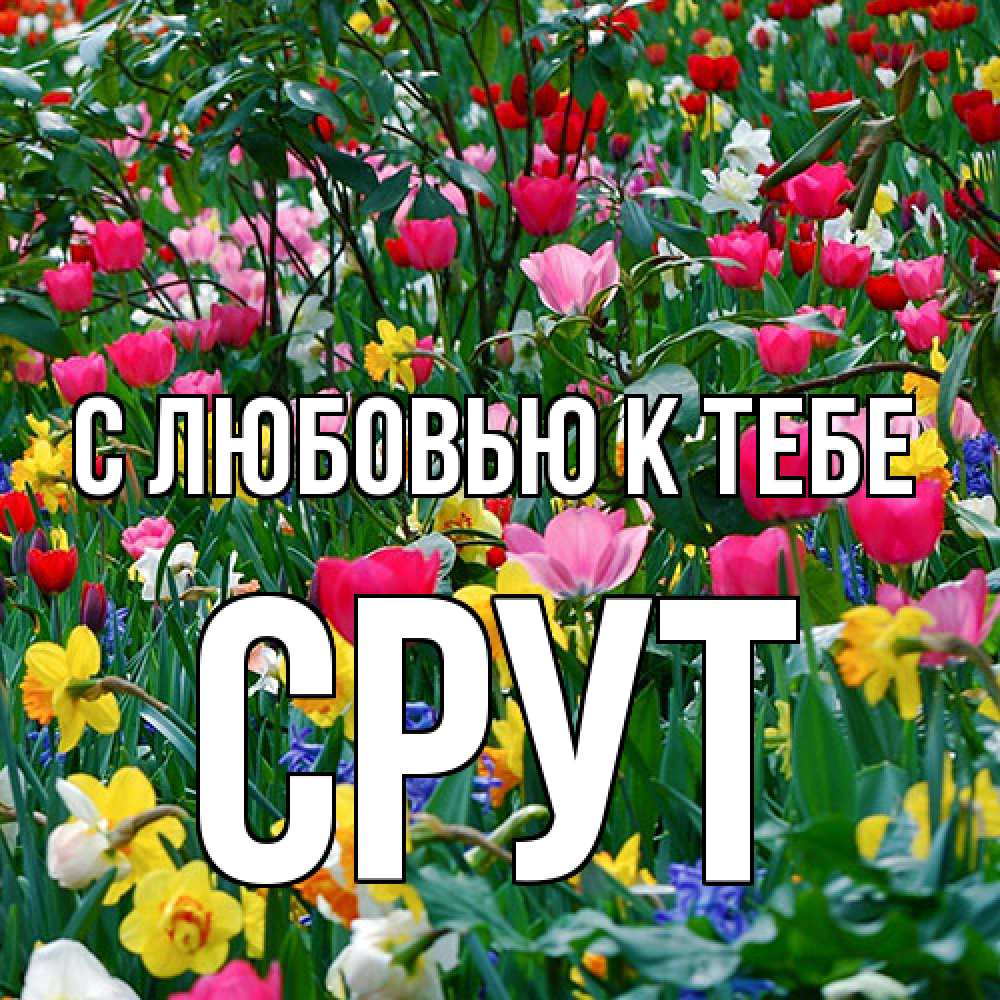 Открытка  с именем. срут, С любовью к тебе  
