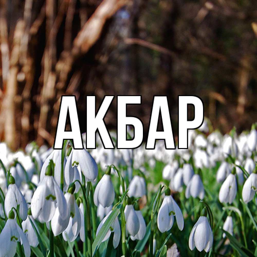 Открытка  с именем. Акбар, Главная  