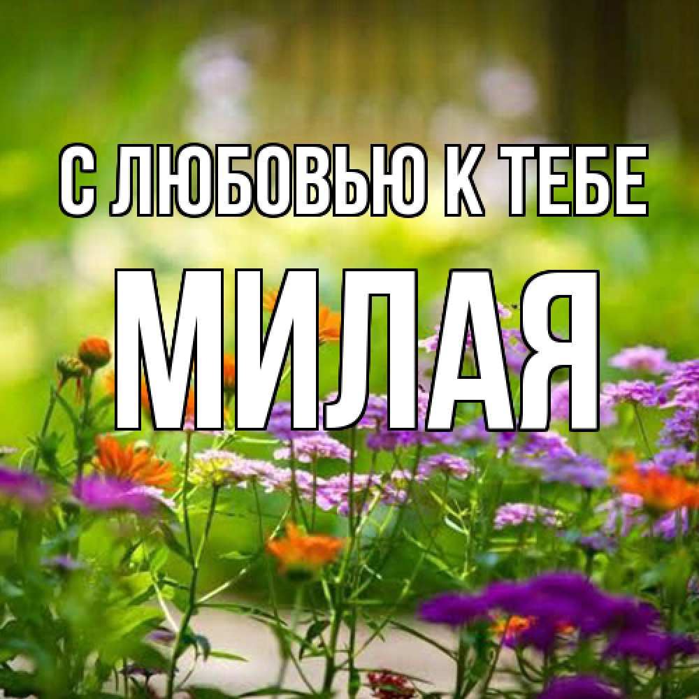 Открытка  с именем. МИЛАЯ, С любовью к тебе  