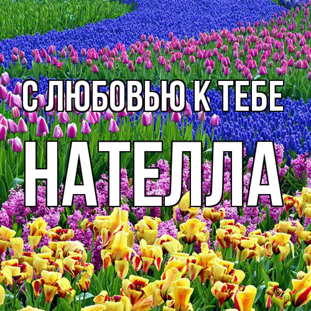 Открытка  с именем. Нателла, С любовью к тебе  