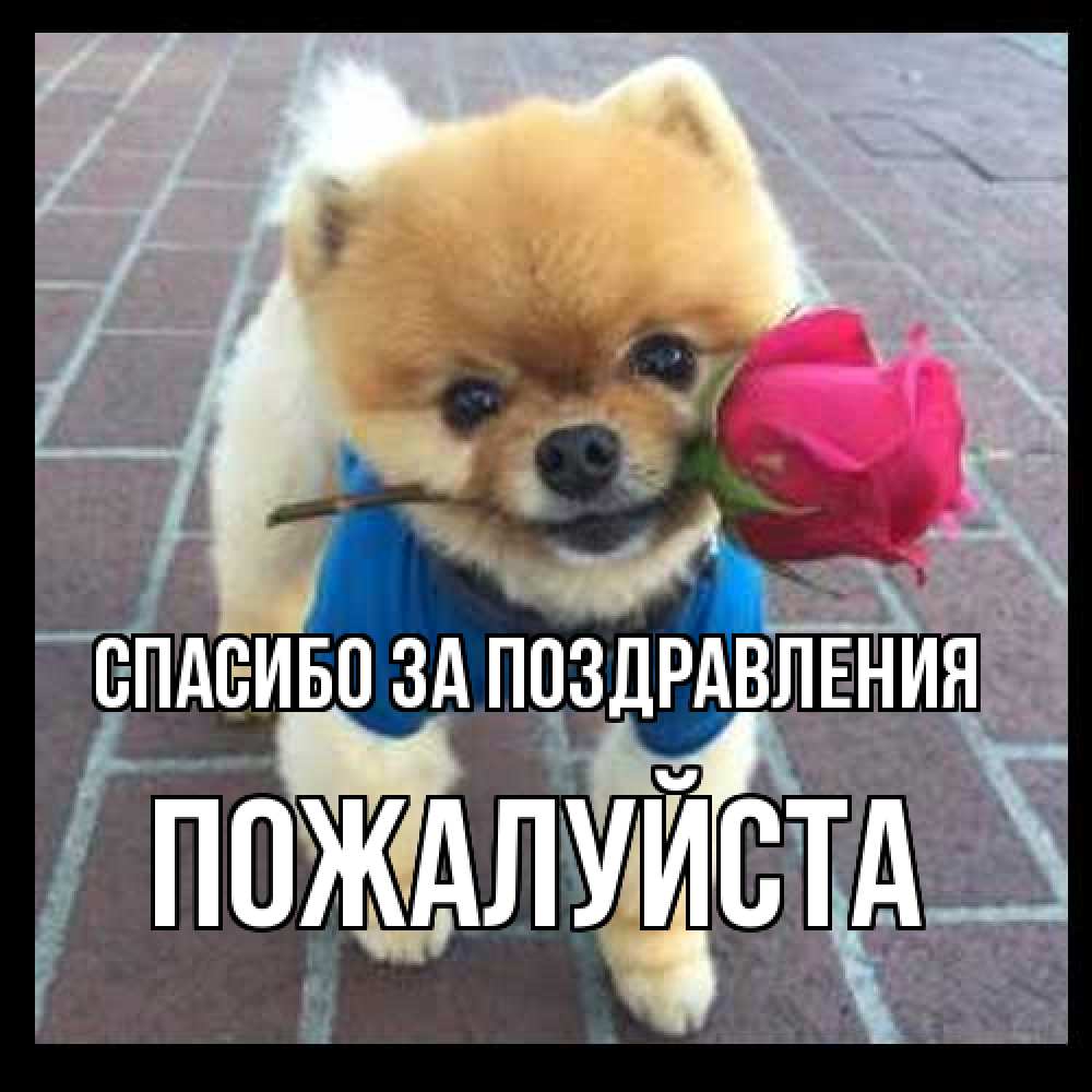 Открытка  с именем. Пожалуйста, Спасибо за поздравления  