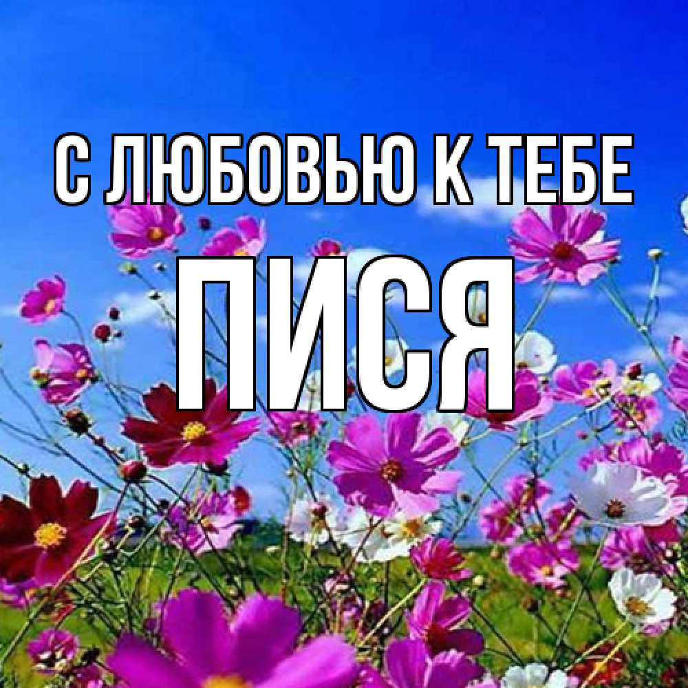 Открытка  с именем. пися, С любовью к тебе  