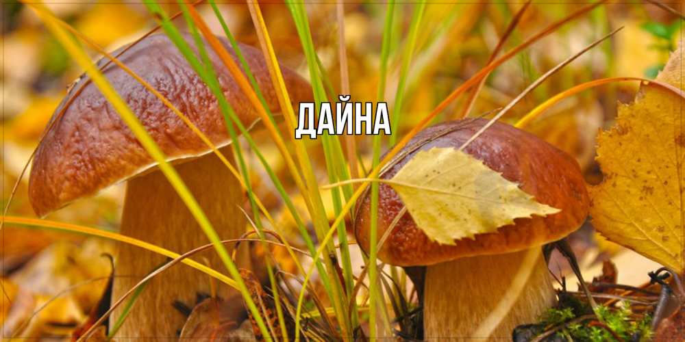 Открытка  с именем. Дайна, Главная  