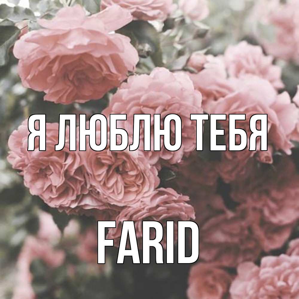 Открытка  с именем. Farid, Я люблю тебя  