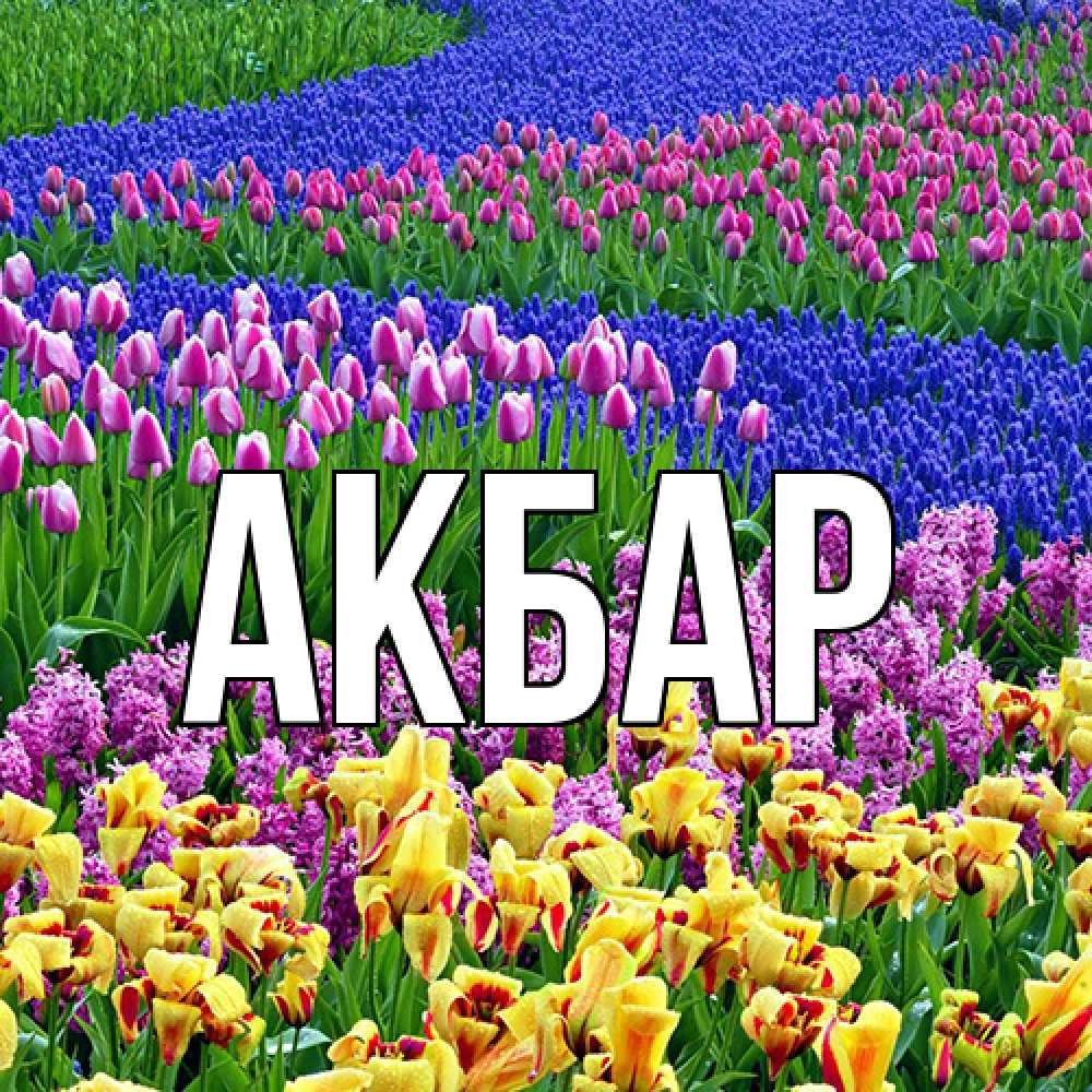 Открытка  с именем. Акбар, Главная  