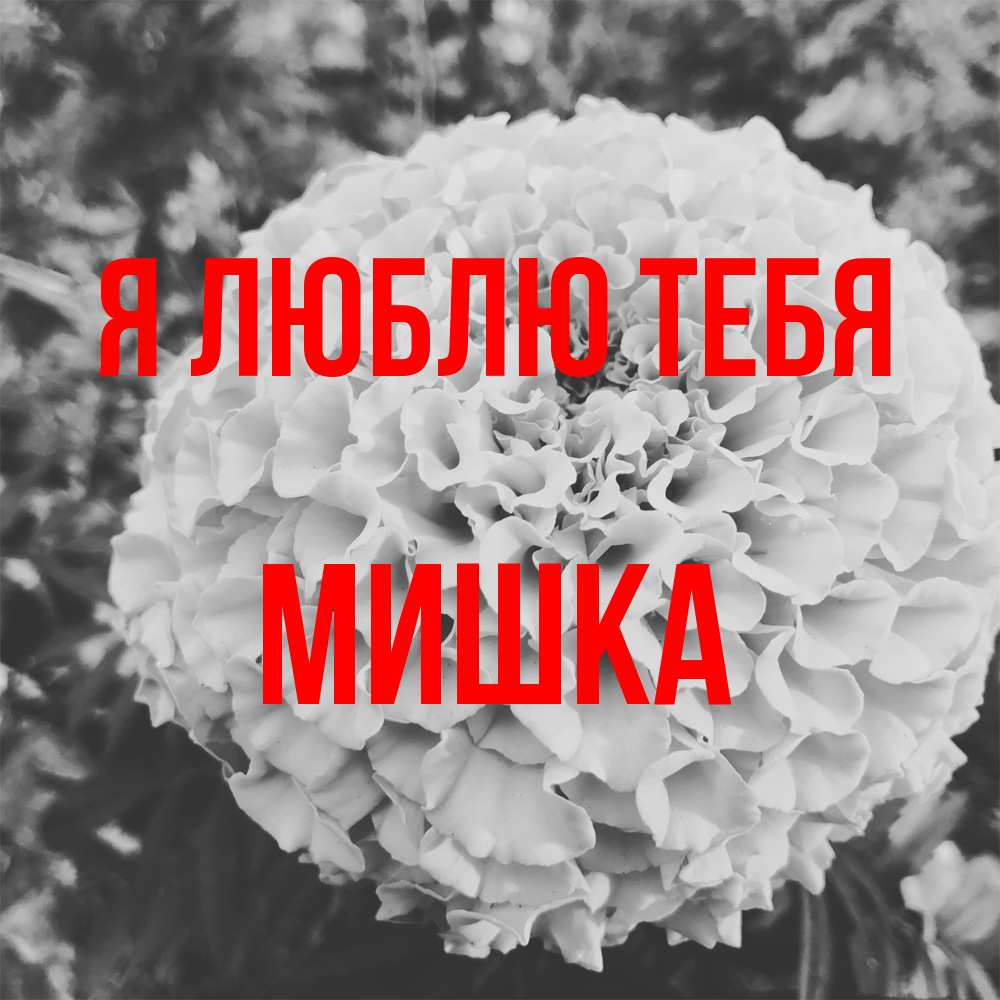 Открытка  с именем. Мишка, Я люблю тебя  