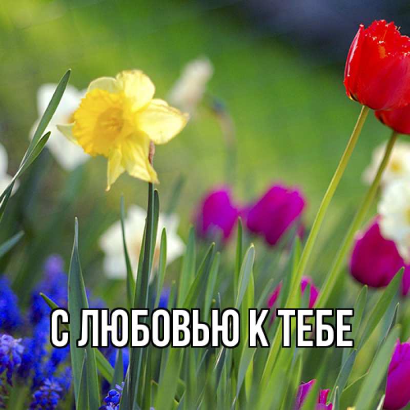 Картинка С любовью к тебе, 
