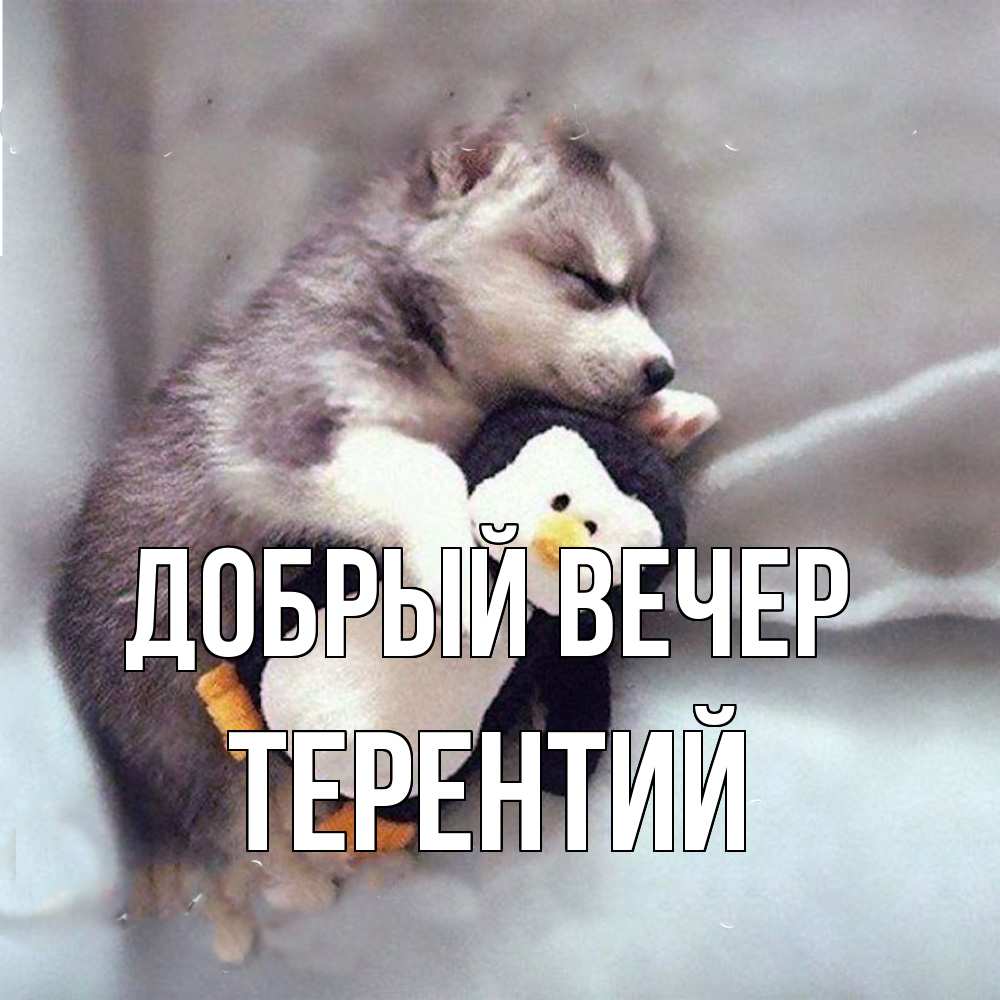 Открытка  с именем. Терентий, Добрый вечер  
