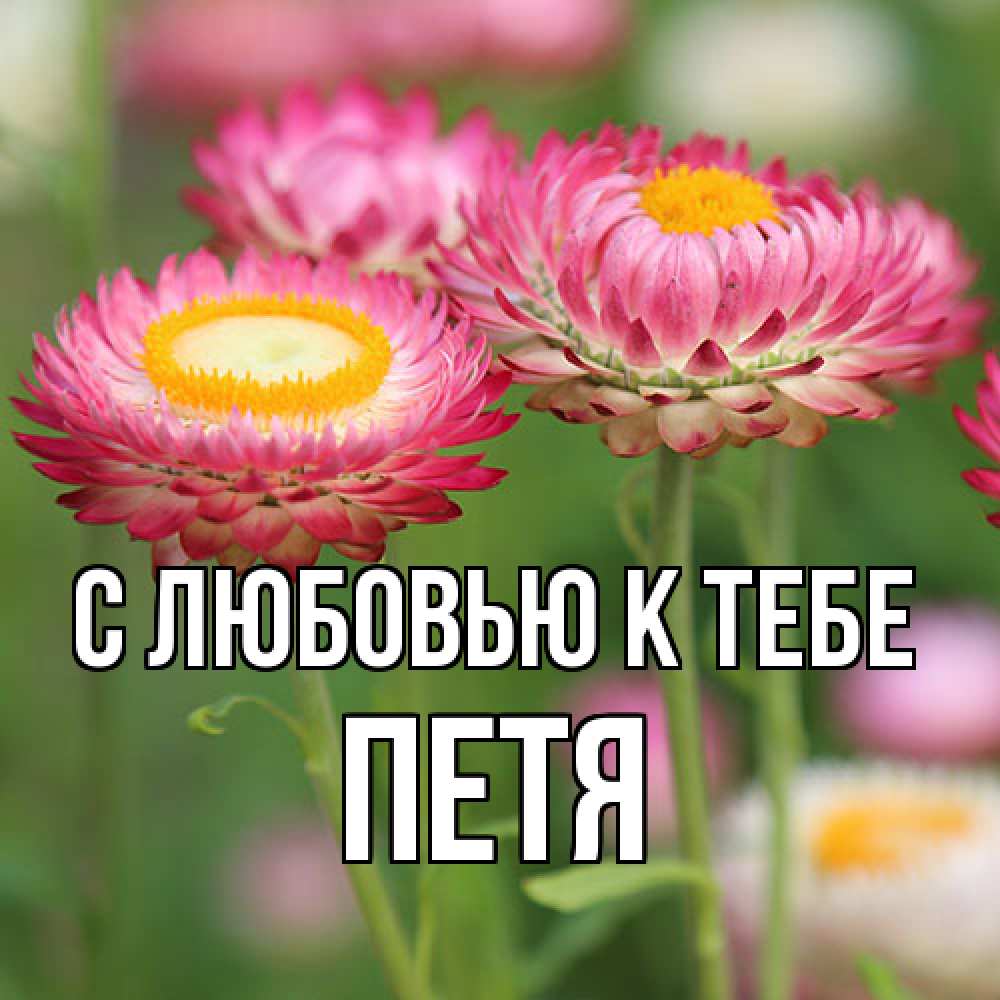 Открытка  с именем. петя, С любовью к тебе  