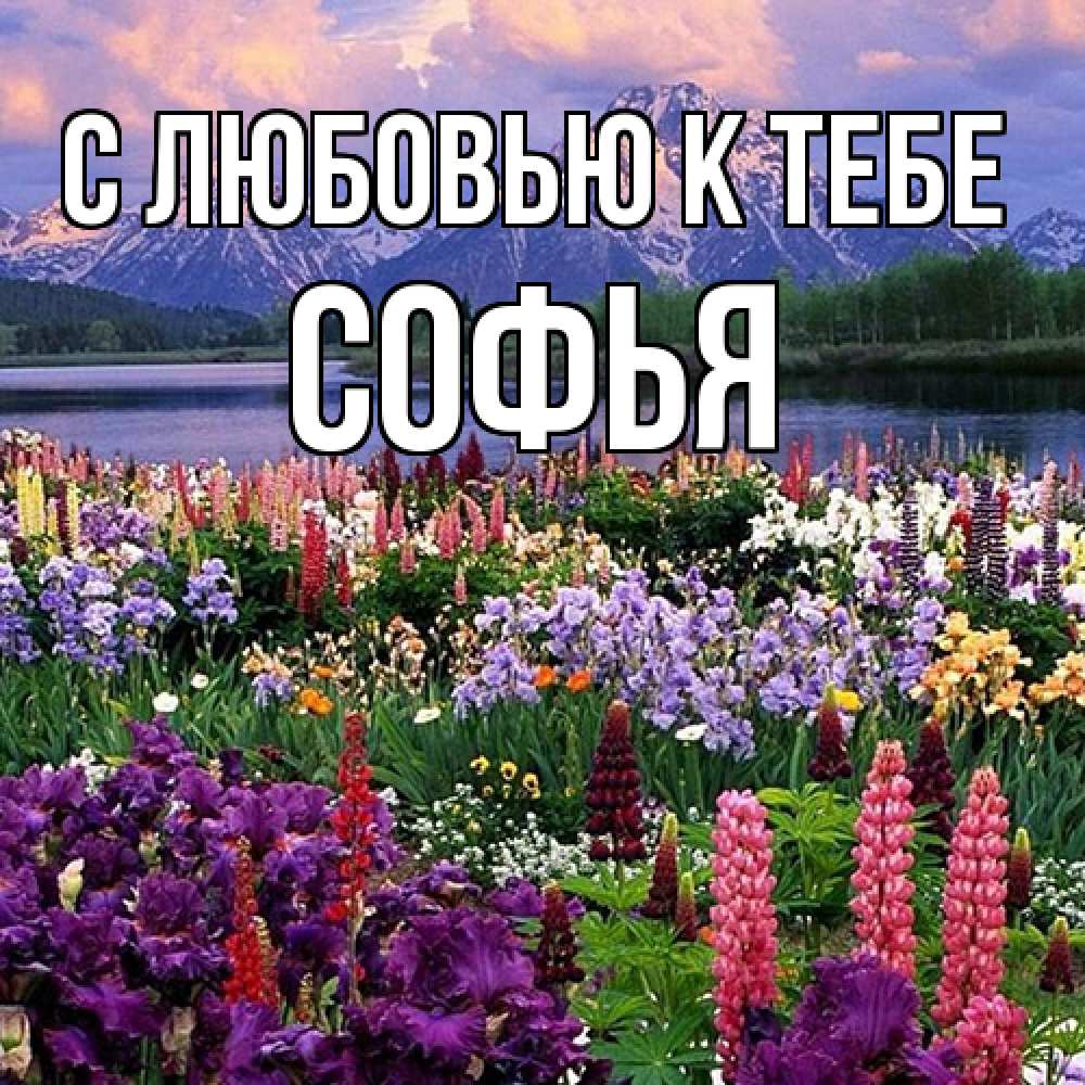 Открытка  с именем. Софья, С любовью к тебе  