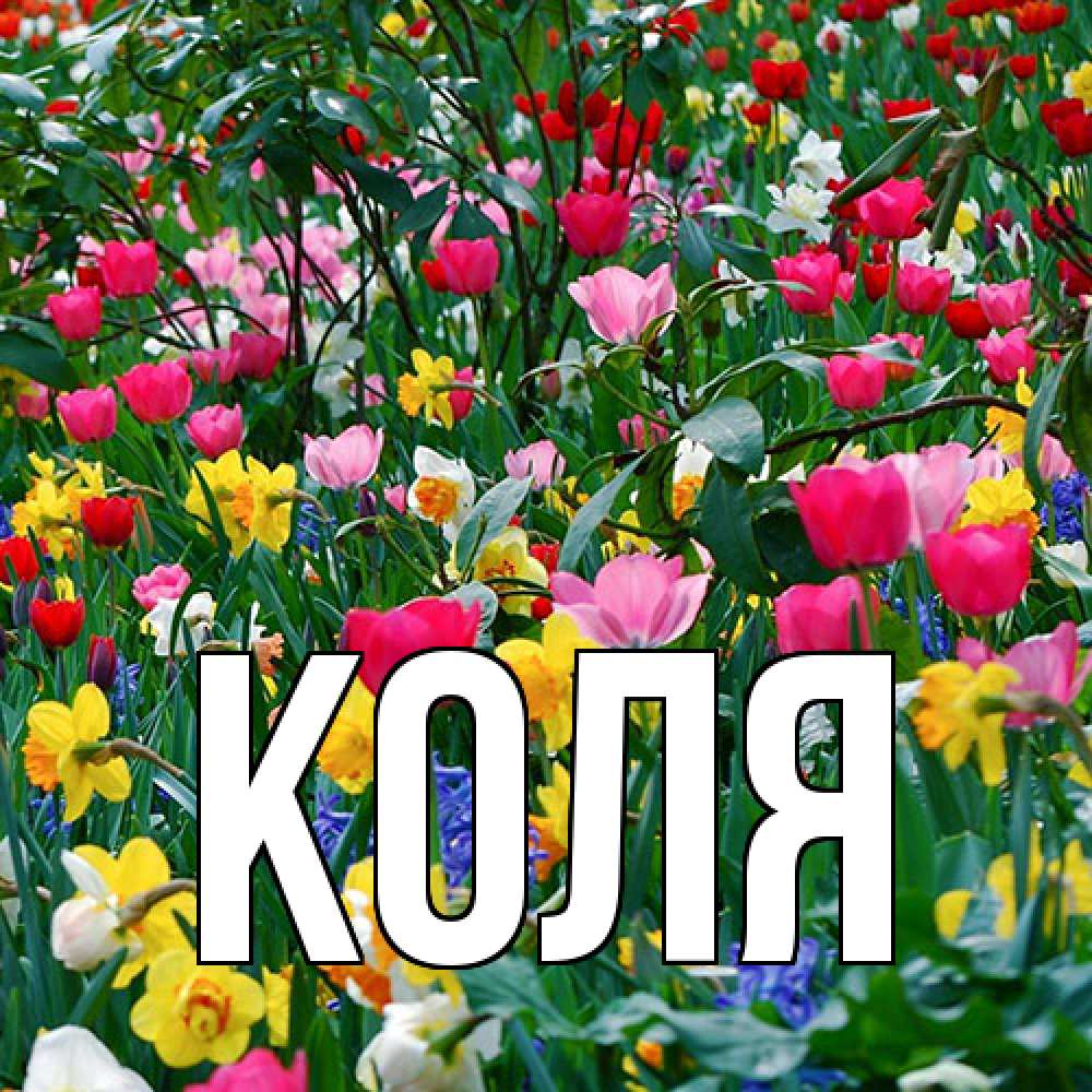 Открытка  с именем. коля, Главная  