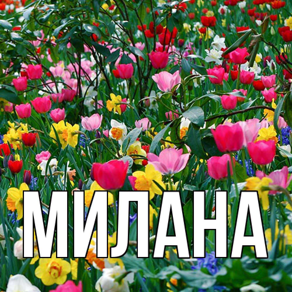 Открытка  с именем. Милана, Главная  
