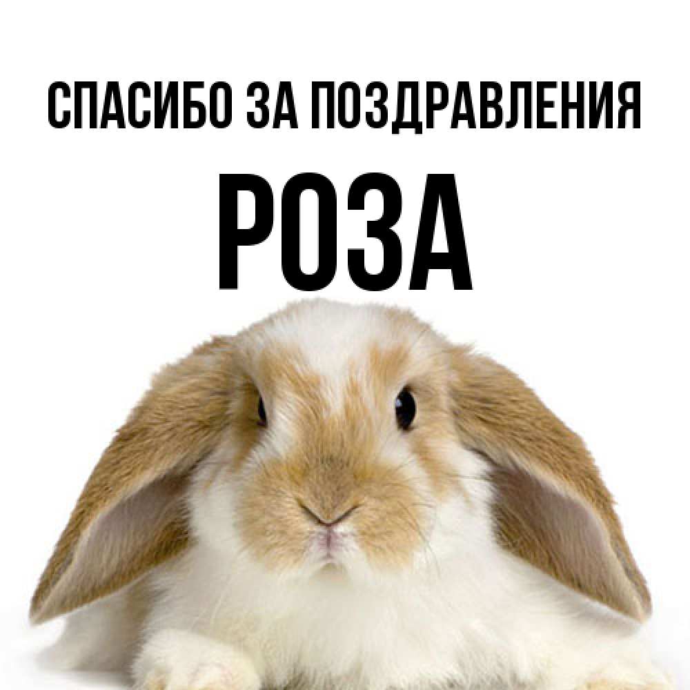 Открытка  с именем. Роза, Спасибо за поздравления  
