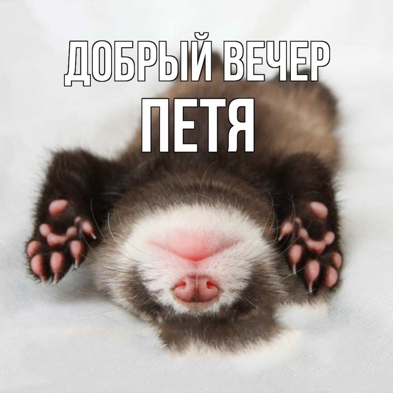 Картинка Добрый вечер, Петя