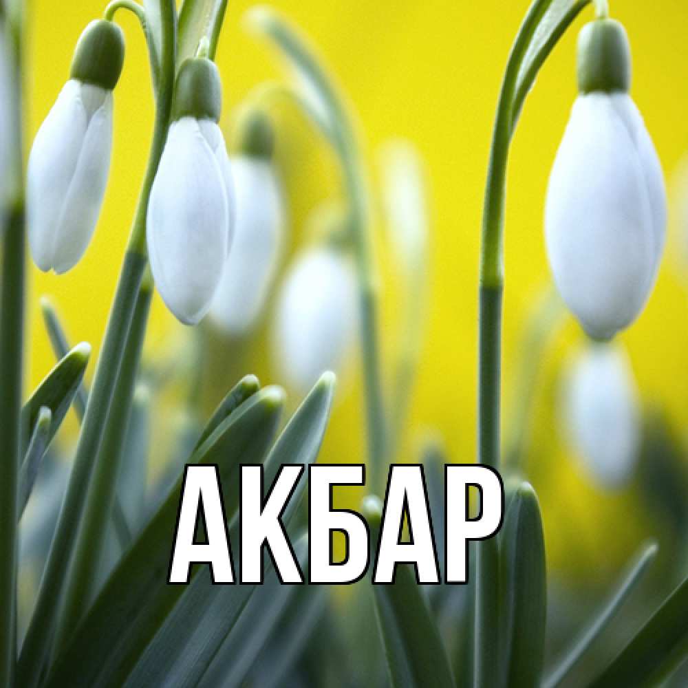 Открытка  с именем. Акбар, Главная  