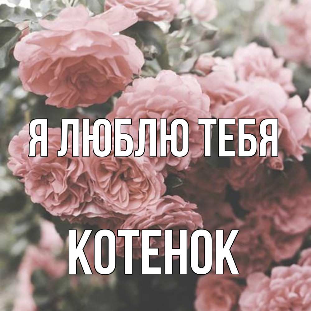 Открытка  с именем. Котенок, Я люблю тебя  