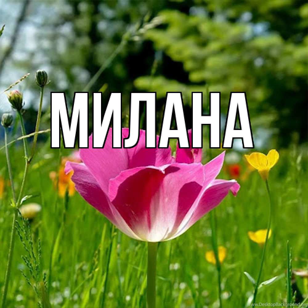 Открытка  с именем. Милана, Главная  